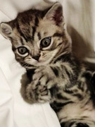 СĢ��44���