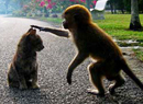 ��Ϸè�ĺ��ӽ�ͷ����