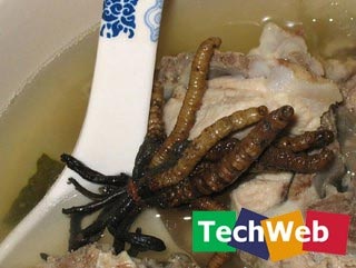 世上最恐怖的十种食物