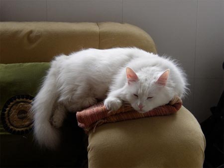 组图:周大咪百无聊赖的上午(3)_新浪生活_新浪网
