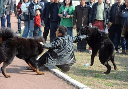 南京藏獒选美大赛(组图)