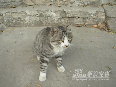 组图:一只帅气的小野猫(4)