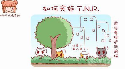 组图:猫漫画如何实施TNR