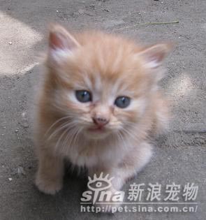 组图:北京新生小猫找领养(7)