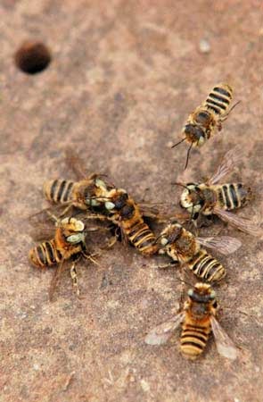 两“土蜂军团”鏖战花坛(图)