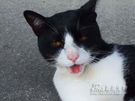 组图:日本的黑猫警长物语