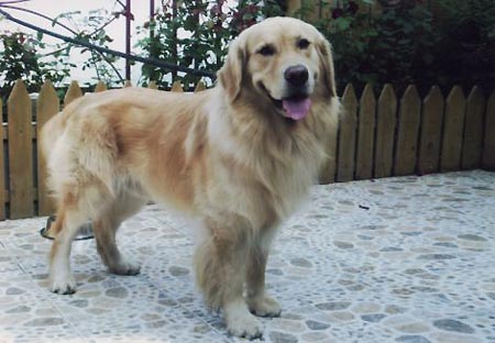 急寻海淀走失金毛犬(图)