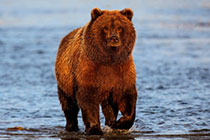 ����������Ĺ���