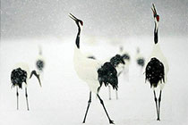 ������֮��