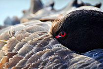 Բ��԰�����