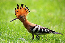 ���۴�ʤ������