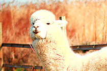 �������ޡ���������