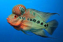 �����޺���Ĺ���