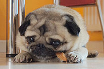 �ཱུĺ�����