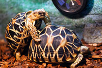 ���й����ɳ�