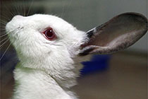 �ҵ���С����ɰ�