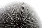 ἴĻ