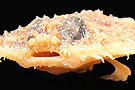 2011ʮع
