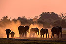 南非动物剪影优美画面