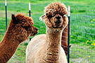  Ewe camels exchange experience in childcare