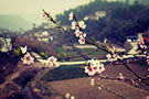ӣҹЩ
