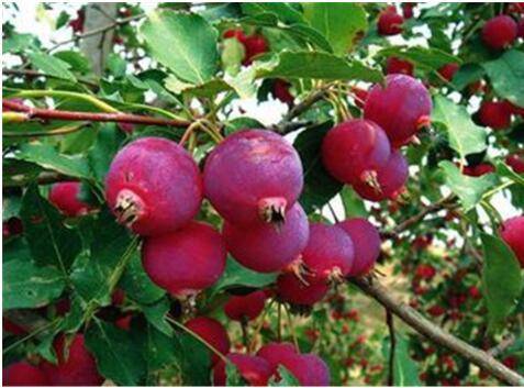 央视 CCTV-7《乡村大世界》栏目走进府谷节目