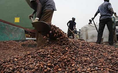图文:科特迪瓦政府欲控制可可豆的收购及出口