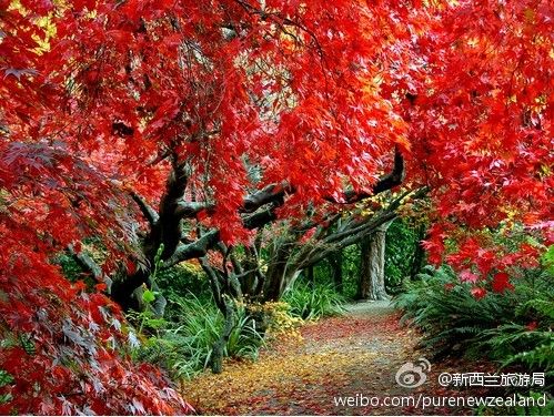 秋天,红与绿撞色的激烈 秋天,红与绿撞色的激烈