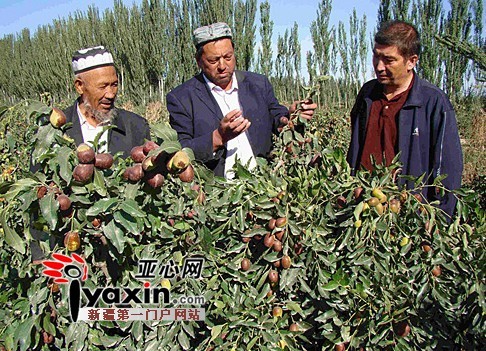 新疆阿克苏红枣苦等收枣人 干骏枣每公斤不到