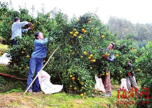 福建坂面镇首批5万斤滞销芦柑下周售卖_滞销