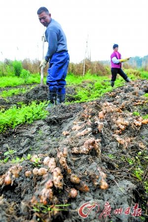 广东最大的生姜交易市场在哪?