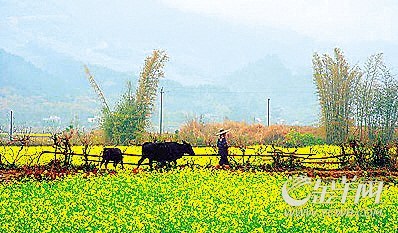 油菜花 油菜花