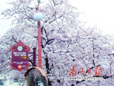 樱花 樱花