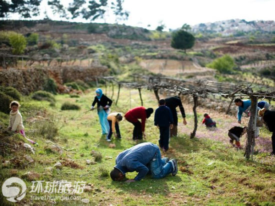 以色列,西岸葡萄园 以色列,西岸葡萄园