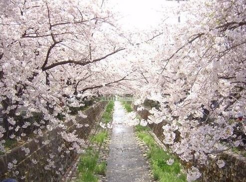 浪漫樱花 浪漫樱花