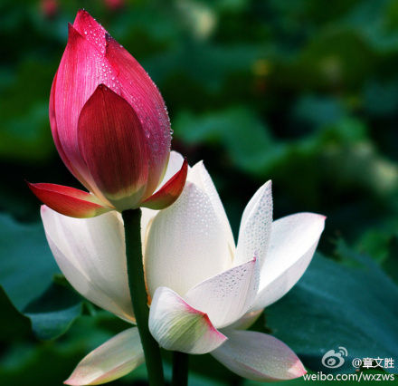 依偎 依偎