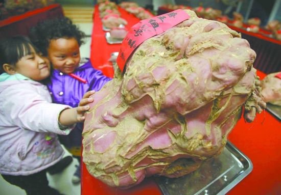 红薯争王:单株34公斤成擂台赛薯王_致富经