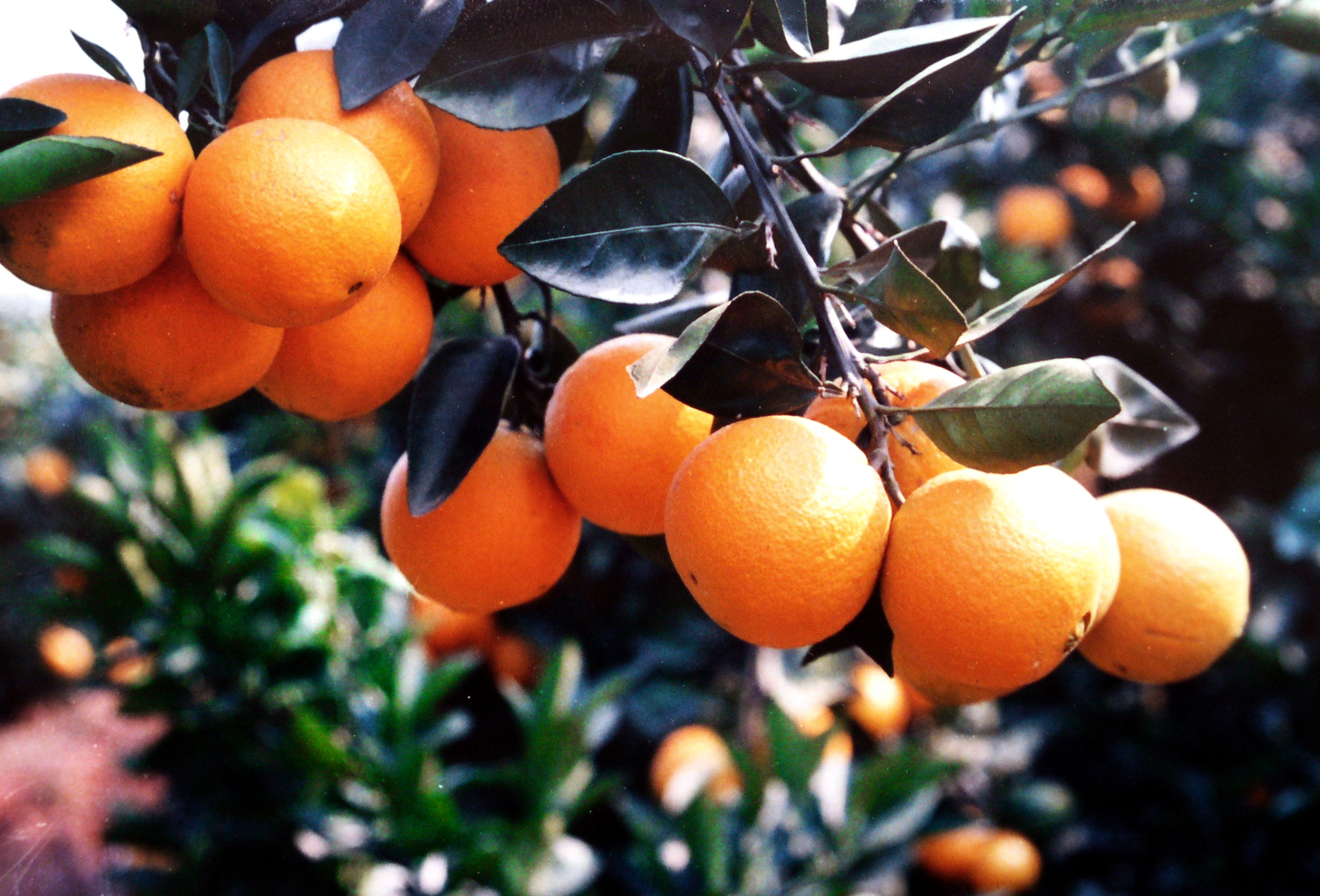 赣南脐橙主要栽培品种简介