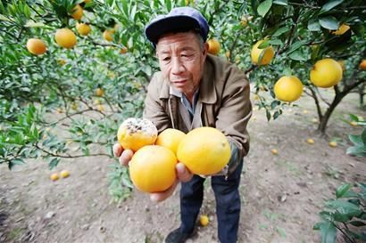 每日农业必读20121121 成都40万斤脐橙滞销_
