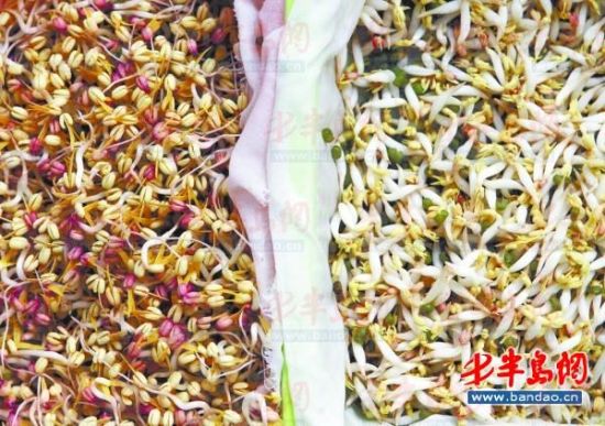 豆芽喷生长剂后又白又胖 吃多容易致癌|豆芽|生