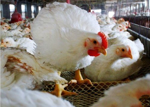 有些地方甚至给鸡喂食国家明令禁用的激素类药物