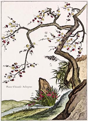 法国卢浮宫博物馆馆藏铜版画《山楂(腊梅)(16/500)》(藏品编号:163976027) 法国卢浮宫博物馆馆藏铜版画《山楂(腊梅)(16/500)》(藏品编号:163976027)