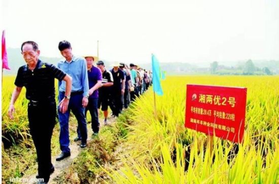 2013年9月9日，袁隆平湖南超級稻第四期畝產1000公斤攻關試驗田查看稻穗長勢。