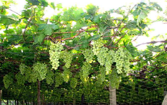 中国去年葡萄种植面积超法国跃居全球第二