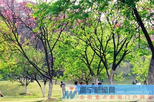 南宁花常开树常绿,空气清新,让游人流连忘返 南宁花常开树常绿,空气清新,让游人流连忘返