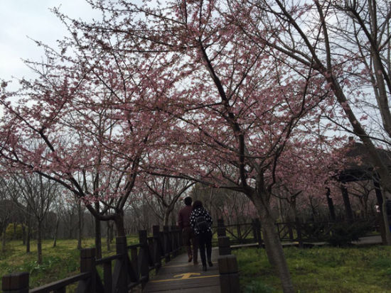 游客观赏樱花盛开 游客观赏樱花盛开