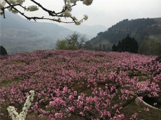 2016年成都国际桃花节 2016年成都国际桃花节