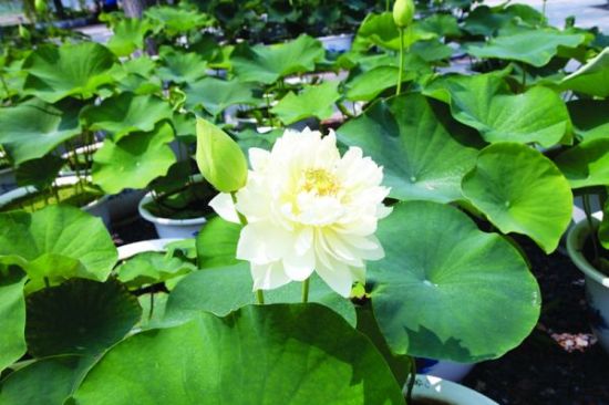 铁岭荷花盛开 铁岭荷花盛开
