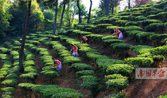 南山圣种茶博园成了美不胜收的风景园。黄昌桂摄 南山圣种茶博园成了美不胜收的风景园。黄昌桂摄