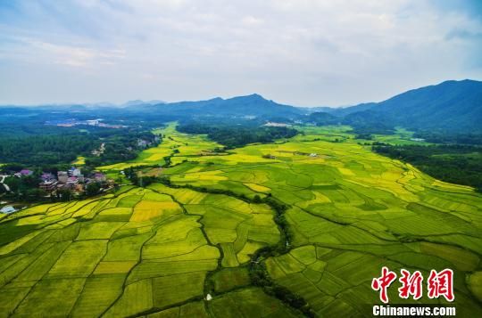 在江西省上饶市铅山县河口镇玉石村,金黄色的稻田与线条优美的田埂构成了美丽画卷。 丁铭华 摄 在江西省上饶市铅山县河口镇玉石村,金黄色的稻田与线条优美的田埂构成了美丽画卷。 丁铭华 摄